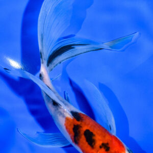 6.75" SANKE BUTTERFLY
