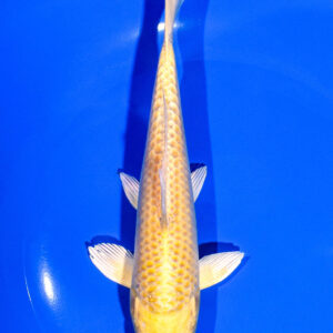 6.75" YAMABUKI OGON