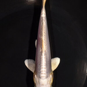 7" DOITSU PLATINUM OGON