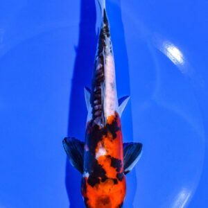 7" DOITSU SHOWA