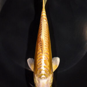 7" DOITSU YAMABUKI OGON