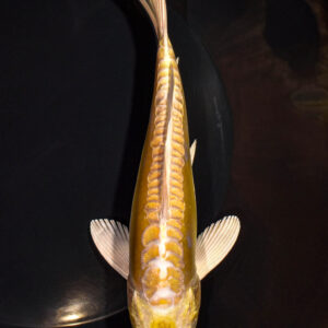 7" DOITSU YAMABUKI OGON