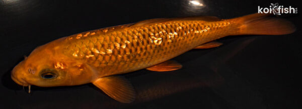 7" GINRIN CHAGOI