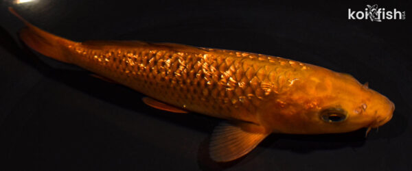 7" GINRIN CHAGOI