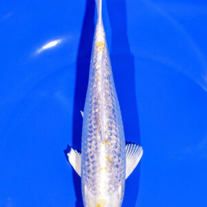 7" GINRIN HARIWAKE