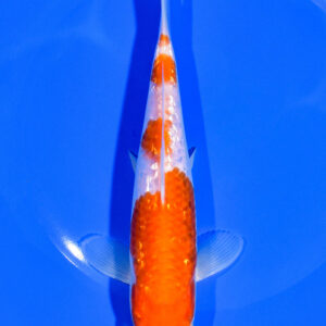 7" GINRIN HARIWAKE