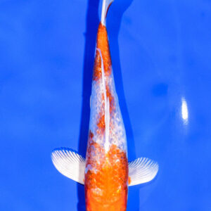 7" GINRIN HARIWAKE