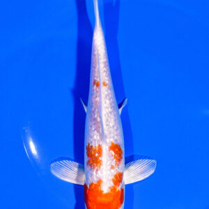 7" GINRIN HARIWAKE
