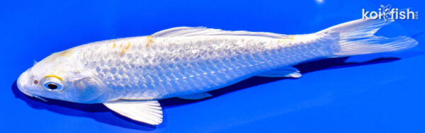 7" GINRIN HARIWAKE