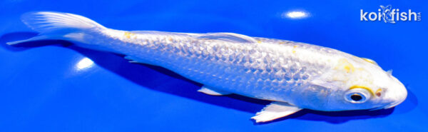 7" GINRIN HARIWAKE