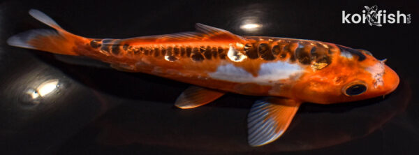 7" GINRIN HI SHUSUI