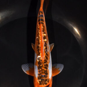 7" GINRIN HI SHUSUI