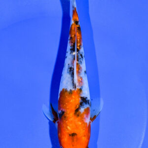 7" GINRIN SANKE