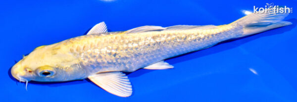 7" GINRIN YAMABUKI OGON