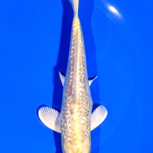 7" GINRIN YAMABUKI OGON