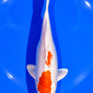 7" HARIWAKE