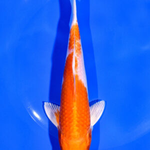 7" HARIWAKE