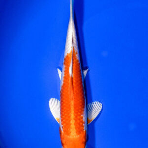 7" HARIWAKE