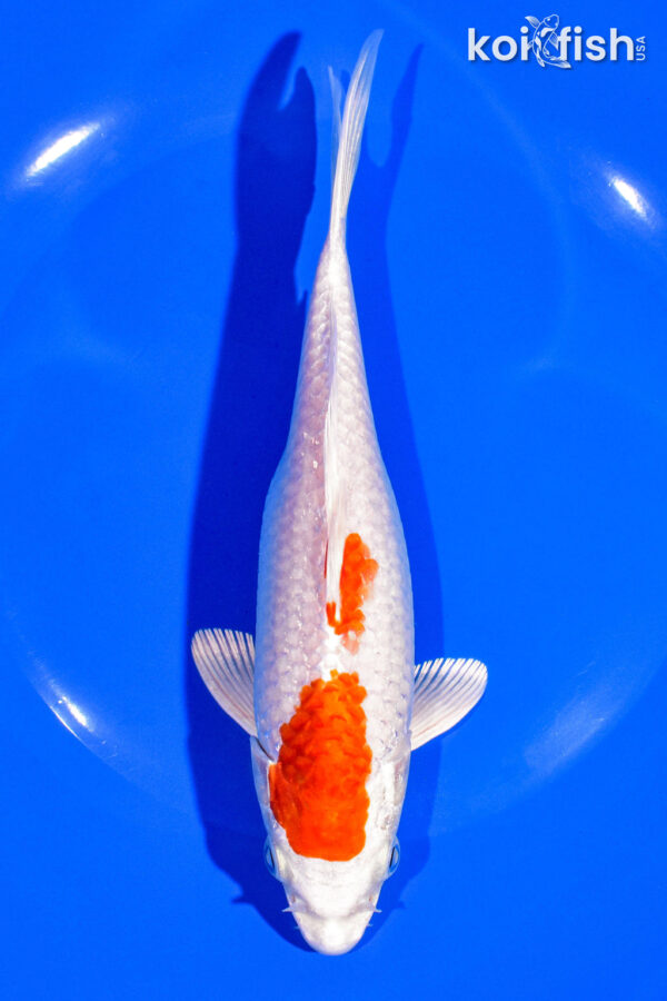 7" HARIWAKE