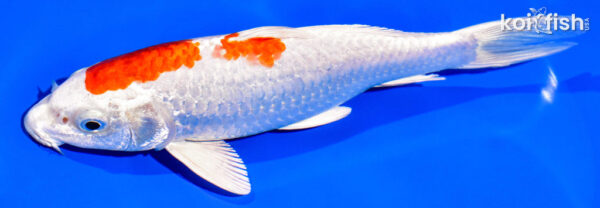 7" HARIWAKE