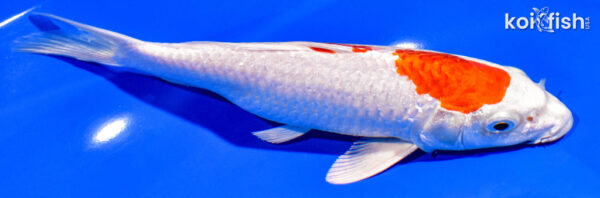 7" HARIWAKE