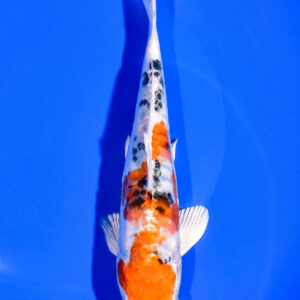 7" HEISEI NISHIKI