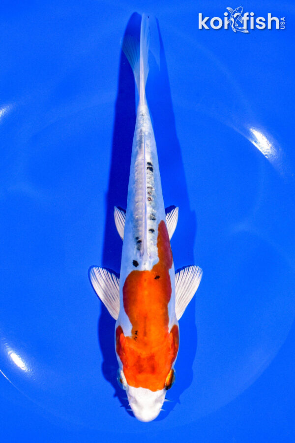 7" HEISEI NISHIKI
