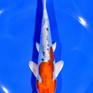 7" HEISEI NISHIKI