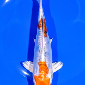 7" HEISEI NISHIKI