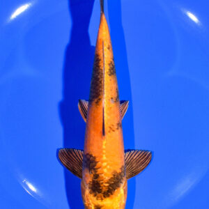 7" KIN HI UTSURI
