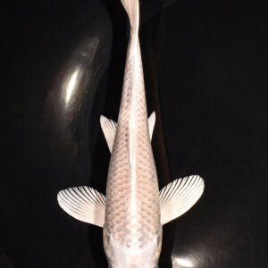 7" PLATINUM OGON