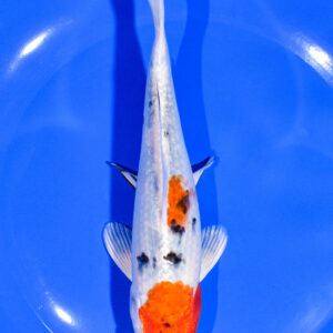 7" YAMATO NISHIKI