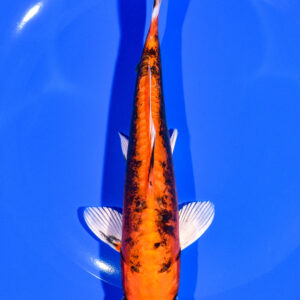7.25" BENI KIKOKURYU