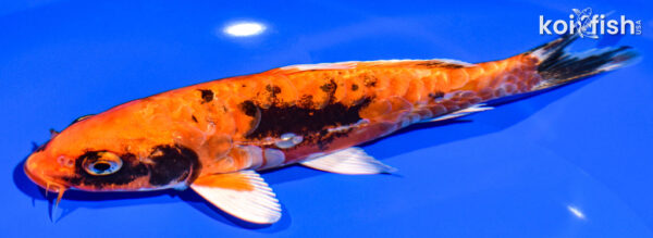 7.25" BENI KIKOKURYU