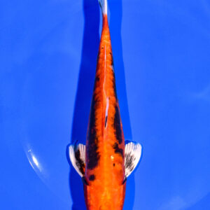 7.25" BENI KIKOKURYU