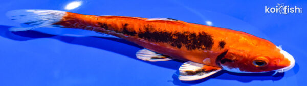7.25" BENI KIKOKURYU
