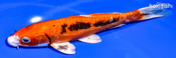 7.25" BENI KIKOKURYU