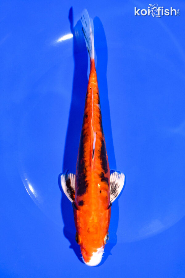 7.25" BENI KIKOKURYU