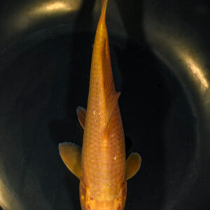7.25" CHAGOI