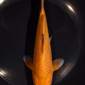 7.25" CHAGOI
