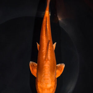 7.25" DOITSU CHAGOI