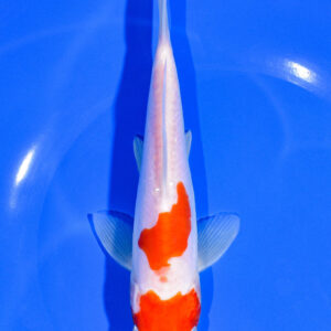 7.25" DOITSU KOHAKU
