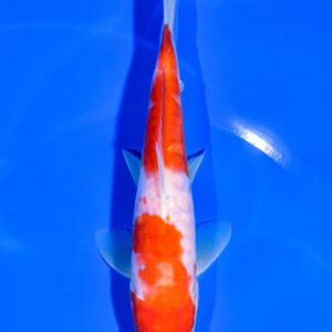 7.25" DOITSU KOHAKU FOR SALE