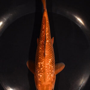 7.25" GINRIN CHAGOI