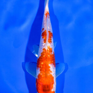 7.25" GINRIN GOROMO