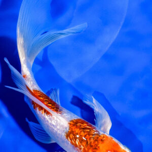 7.25" GINRIN GOROMO BUTTERFLY