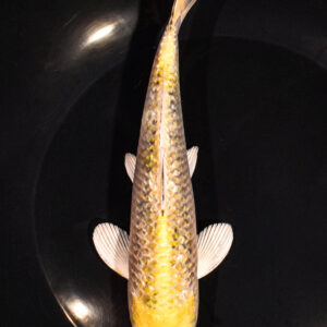 7.25" GINRIN HARIWAKE