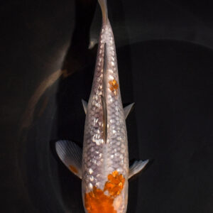 7.25" GINRIN OCHIBA SHIGURE
