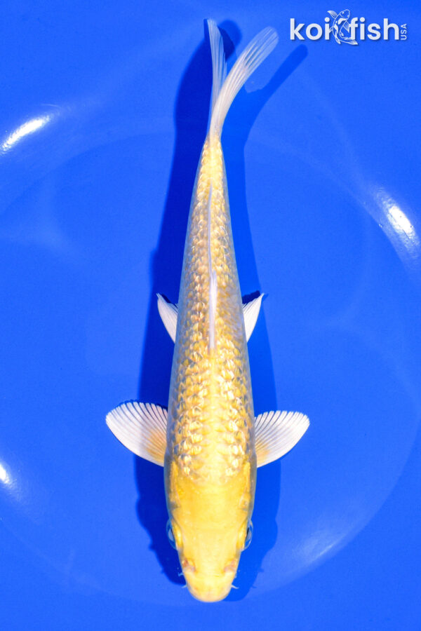 7.25" GINRIN YAMABUKI OGON