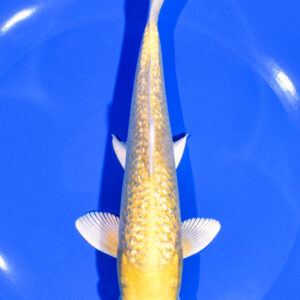 7.25" GINRIN YAMABUKI OGON